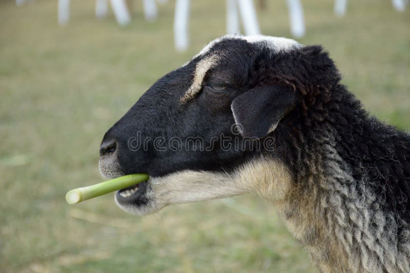 close up a white sheep eating a green grass. close up a white sheep eating a green grass