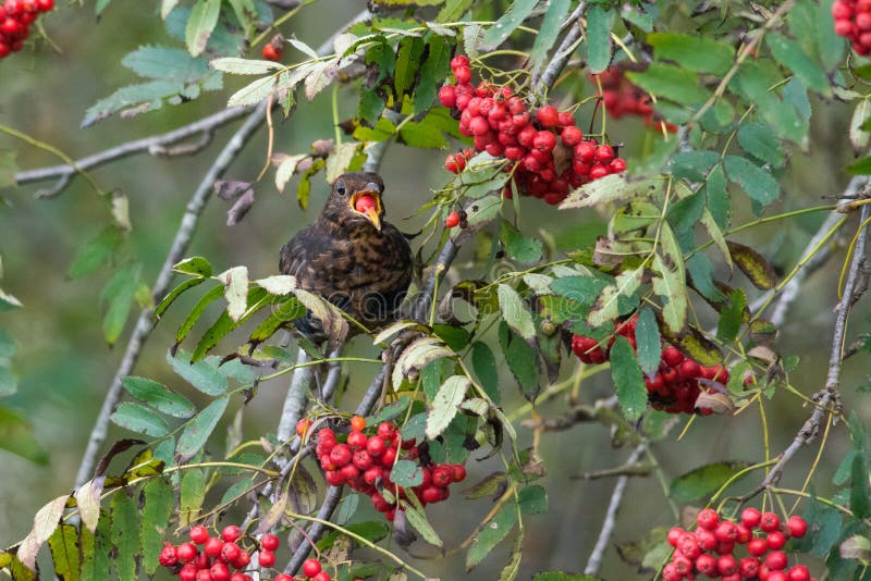 Female Blackbird gulping down red rowan fruit in autumn. Female Blackbird gulping down red rowan fruit in autumn