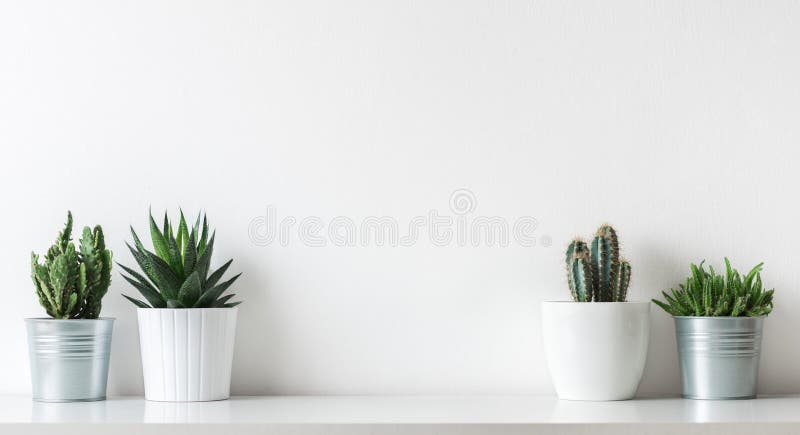 各种各样的仙人掌和多汁植物的汇集用不同的罐 白色架子的盆的仙人掌房子植物 库存照片 各种各样的仙人掌和多汁植物的汇集用不同的罐 白色架子的盆的仙人掌房子植物 库存照片