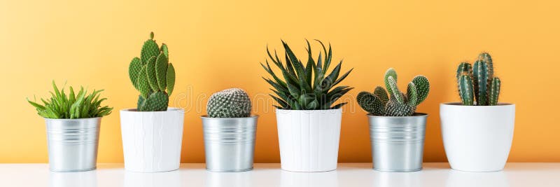 各种各样的盆的仙人掌和多汁植物的汇集白色架子的反对温暖的黄色上色了墙壁 议院种植横幅 库存图片 各种各样的盆的仙人掌和多汁植物的汇集白色架子的反对温暖的黄色上色了墙壁 议院种植横幅 库存图片