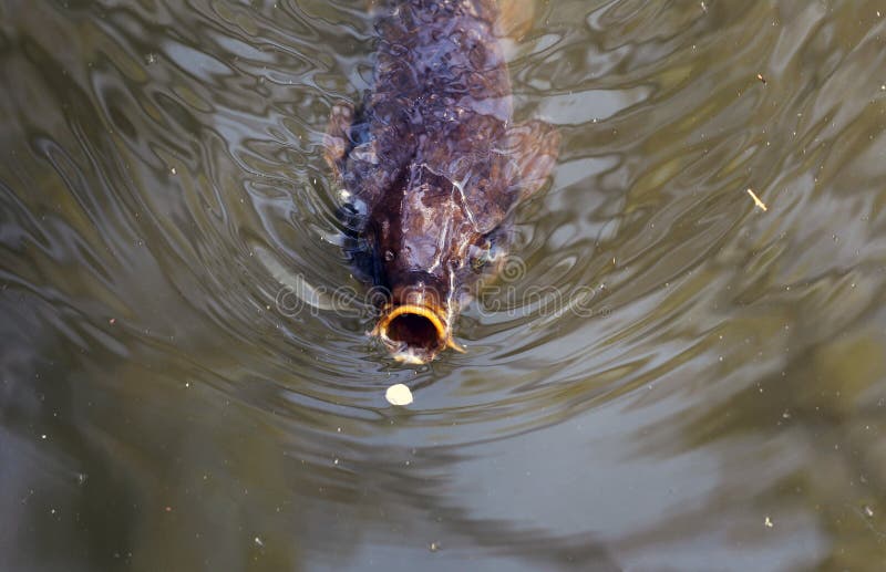 Carp fish gulping a flower petal in a lake. Carp fish gulping a flower petal in a lake.