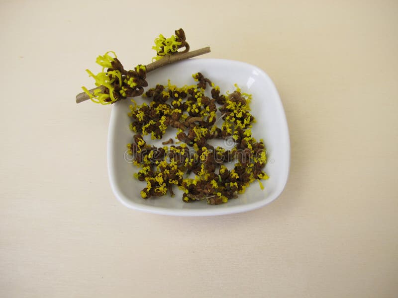 含有柠檬黄的干黑榛花 免版税库存照片
