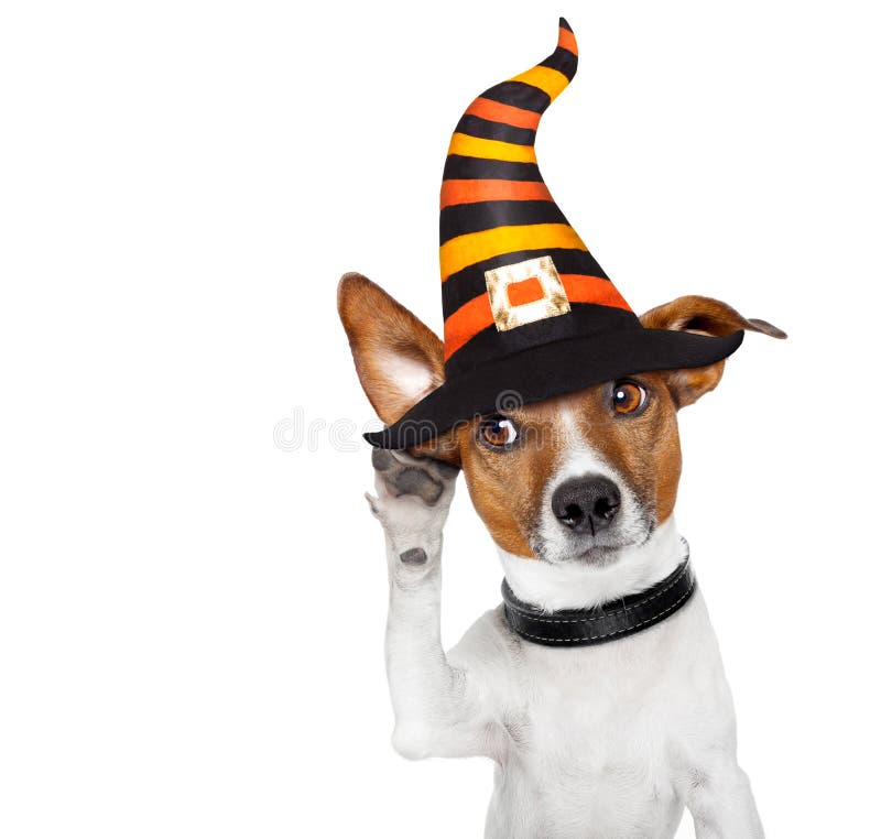 Halloween devil jack russell dog scared and frightened, listening with one big ear , isolated on white background,. Halloween devil jack russell dog scared and frightened, listening with one big ear , isolated on white background,