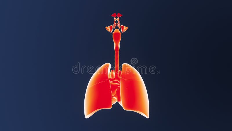 呼吸系统和心脏