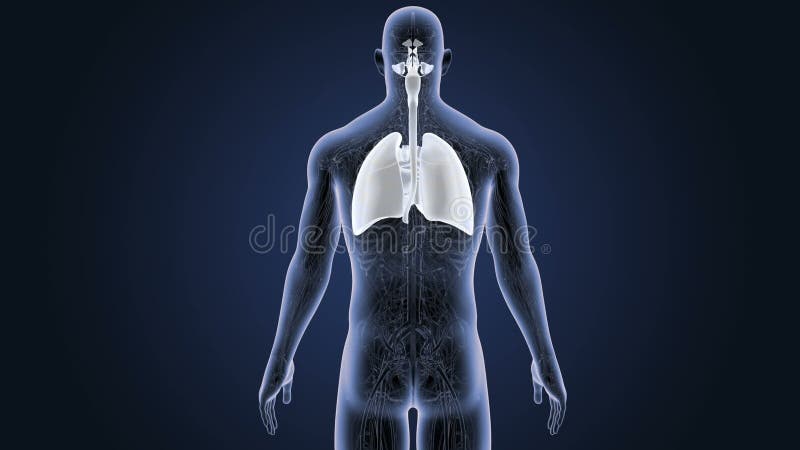 呼吸系统和心脏与动脉和静脉