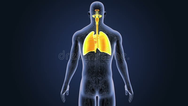 呼吸系统和心脏与循环系统