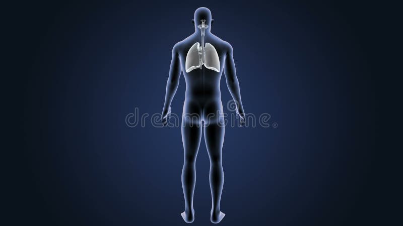 呼吸系统和心脏与身体
