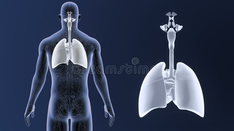呼吸系统和心脏迅速移动与动脉和静脉