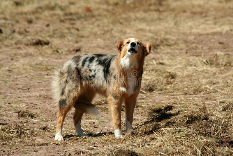 A Barking farm dog with tail between it's legs. A Barking farm dog with tail between it's legs