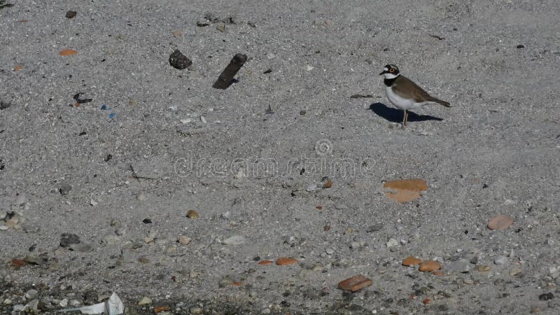 哈拉马河岸上的沙笛鸟