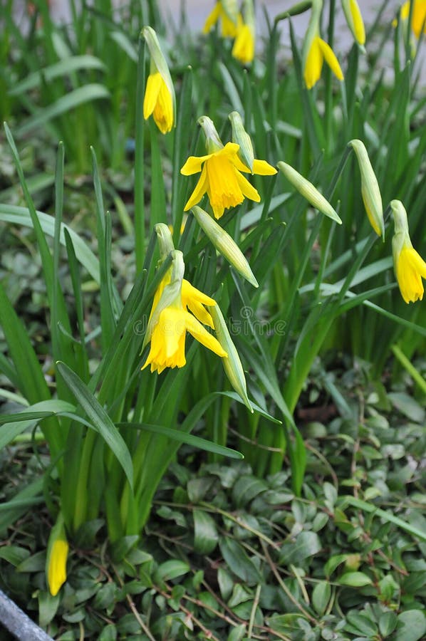 Copenhagen /Denmark/ 17..February 2020 / Daffodils flowers show early spring in Kastrup Copenhagen Denmark.  Photo..Francis Joseph Dean / Deanpictures. Copenhagen /Denmark/ 17..February 2020 / Daffodils flowers show early spring in Kastrup Copenhagen Denmark.  Photo..Francis Joseph Dean / Deanpictures