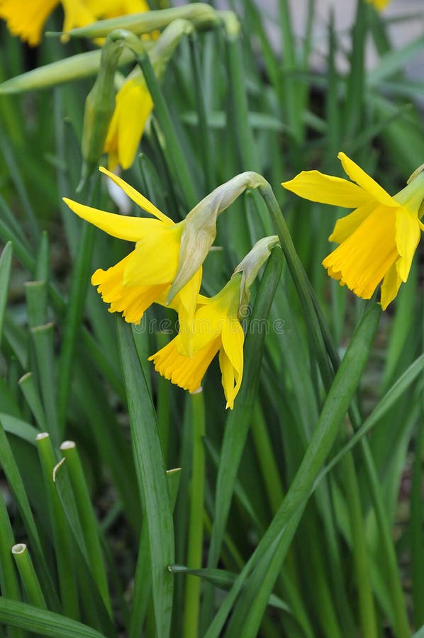 Copenhagen /Denmark/ 17..February 2020 / Daffodils flowers show early spring in Kastrup Copenhagen Denmark.  Photo..Francis Joseph Dean / Deanpictures. Copenhagen /Denmark/ 17..February 2020 / Daffodils flowers show early spring in Kastrup Copenhagen Denmark.  Photo..Francis Joseph Dean / Deanpictures