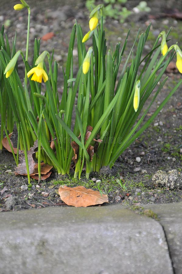 Copenhagen /Denmark/ 17..February 2020 / Daffodils flowers show early spring in Kastrup Copenhagen Denmark.  Photo..Francis Joseph Dean / Deanpictures. Copenhagen /Denmark/ 17..February 2020 / Daffodils flowers show early spring in Kastrup Copenhagen Denmark.  Photo..Francis Joseph Dean / Deanpictures