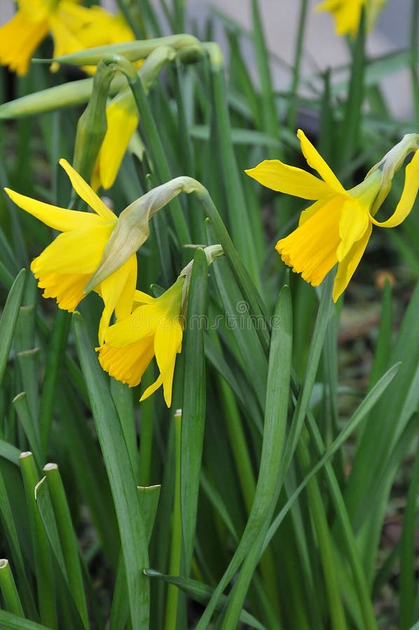 Copenhagen /Denmark/ 17..February 2020 / Daffodils flowers show early spring in Kastrup Copenhagen Denmark.  Photo..Francis Joseph Dean / Deanpictures. Copenhagen /Denmark/ 17..February 2020 / Daffodils flowers show early spring in Kastrup Copenhagen Denmark.  Photo..Francis Joseph Dean / Deanpictures