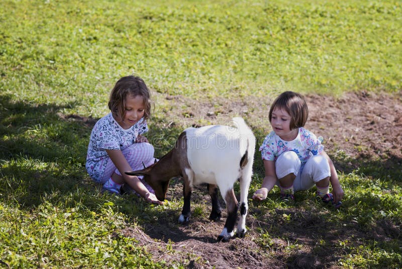 Little girl (6 years old) feeding goat on farm. Little girl (6 years old) feeding goat on farm.