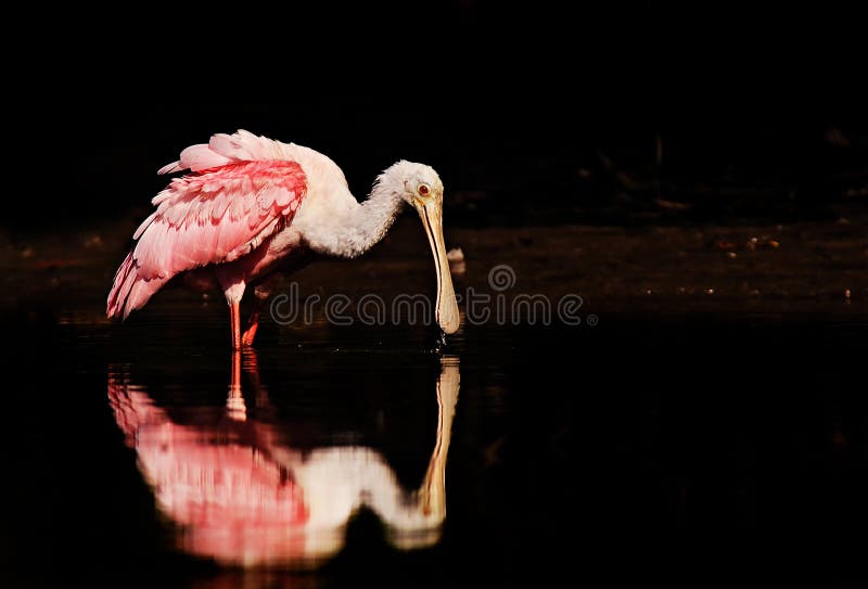 A pink and white roseate spoonbill Platalea ajaja feeds in calm water with reflection. A pink and white roseate spoonbill Platalea ajaja feeds in calm water with reflection.