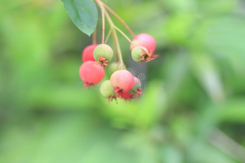 日本树丁香库存照片. 图片包括有充分, 植物群, 草本, 特写镜头 日本树丁香库存照片. 图片包括有充分, 植物群, 草本, 特写镜头