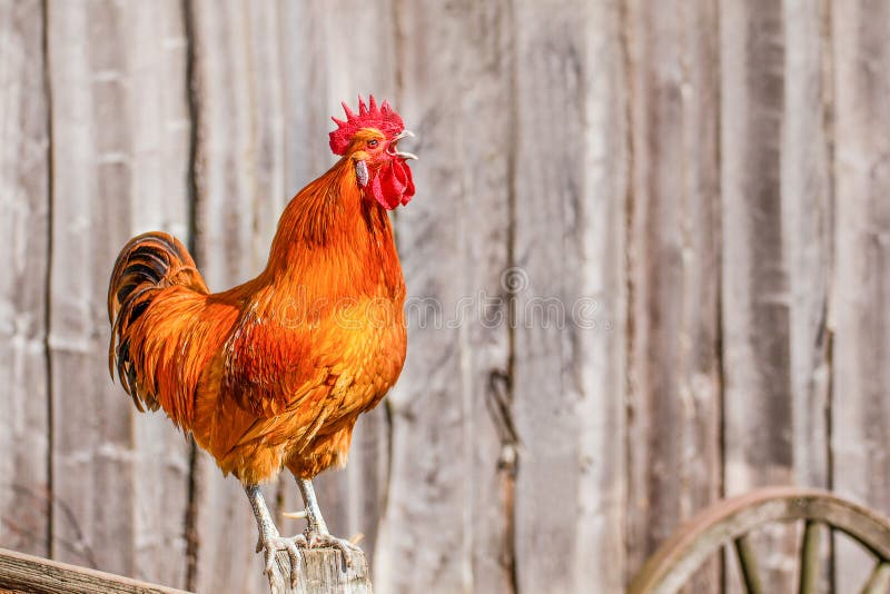 Singing red rooster on a fence. Singing red rooster on a fence