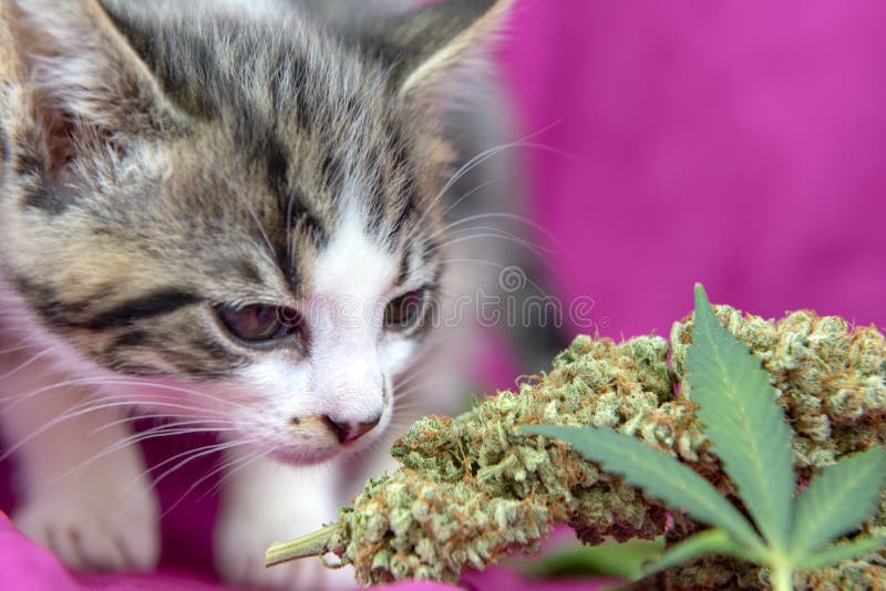 嗅到在桃红色背景的小猫大麻叶子 免版税库存照片 嗅到在桃红色背景的小猫大麻叶子 免版税库存照片