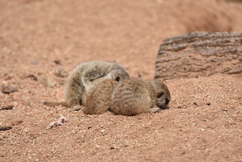 四个小睡觉的Meerkat婴孩