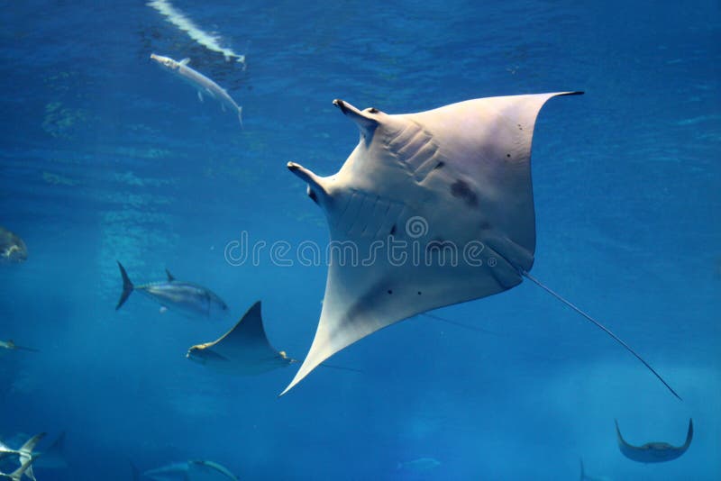 A giant manta ray swimming on its back among other fish in Okinawa, Japan. A giant manta ray swimming on its back among other fish in Okinawa, Japan