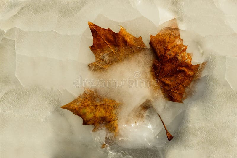 Maple leaf, late winter, melting through lake ice Bärensee, Germany. Maple leaf, late winter, melting through lake ice Bärensee, Germany