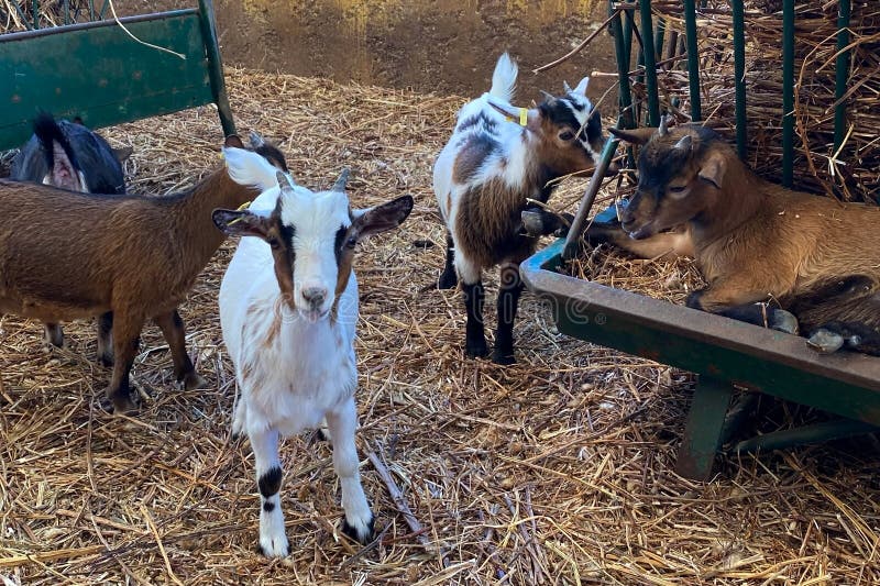 Cute little goats in a paddock. Cute little goats in a paddock.