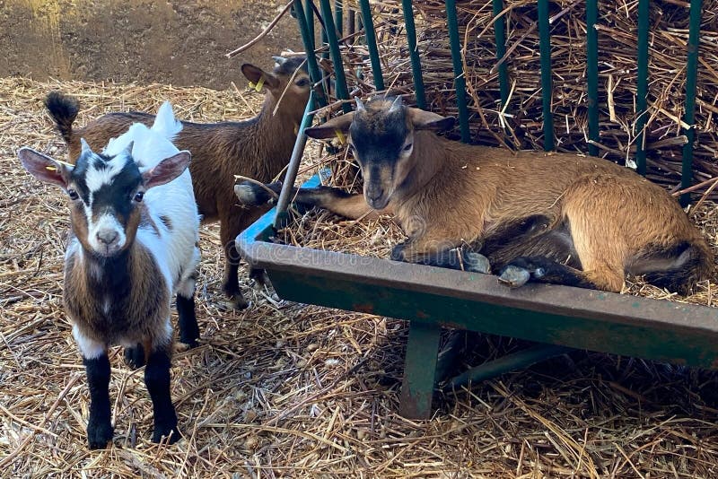 Cute little goats in a paddock. Cute little goats in a paddock.
