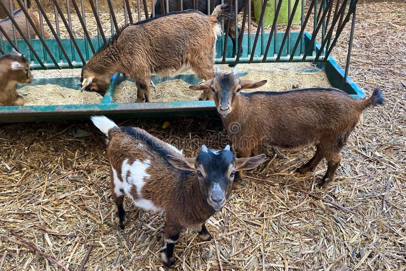 Cute little goats in a paddock. Cute little goats in a paddock.