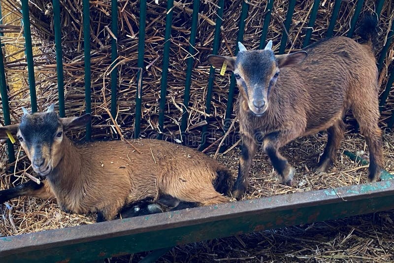 Cute little goats in a paddock. Cute little goats in a paddock.