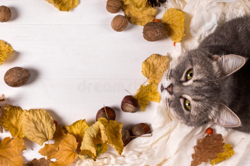围巾、栗子、坚果、干叶，木桌上的猫 秋季暖化背景，复制空间