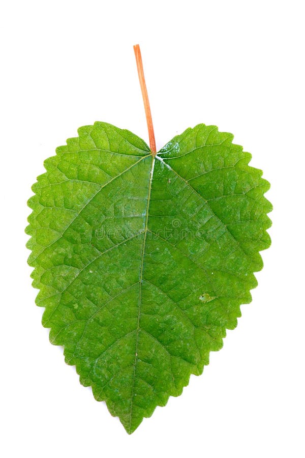 国王白桑叶 库存图片