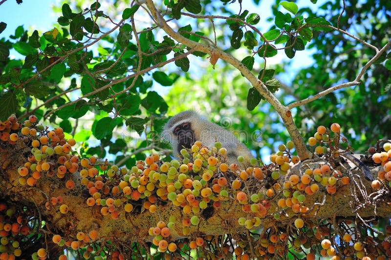 绿狒狒在榕无花果树上 库存照片