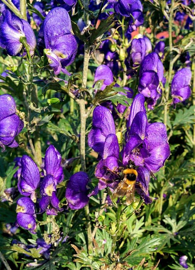 Bumblebee on purple flower. Bright picture. Greenery. Sunshine. Summer day. Bumblebee on purple flower. Bright picture. Greenery. Sunshine. Summer day.