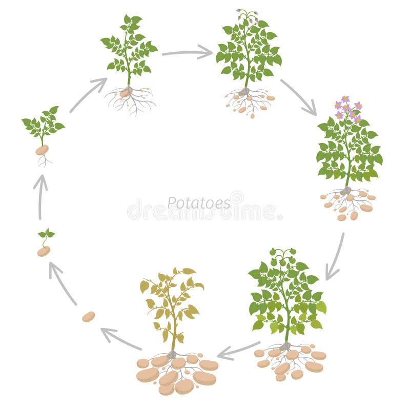 土豆植物圆的庄稼阶段 生长用小锄头植物 生命周期 收获土豆成长动画进步 ?? 皇族释放例证 土豆植物圆的庄稼阶段 生长用小锄头植物 生命周期 收获土豆成长动画进步 ?? 皇族释放例证