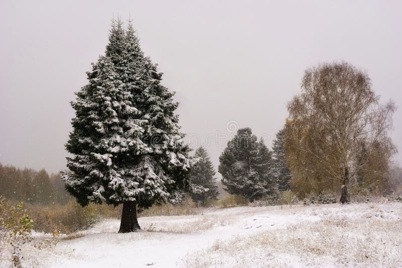 圣诞节我的投资组合结构树向量版本 冬天毛皮树雪场面 圣诞节背景、雪和杉树