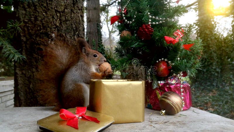 圣诞节灰鼠