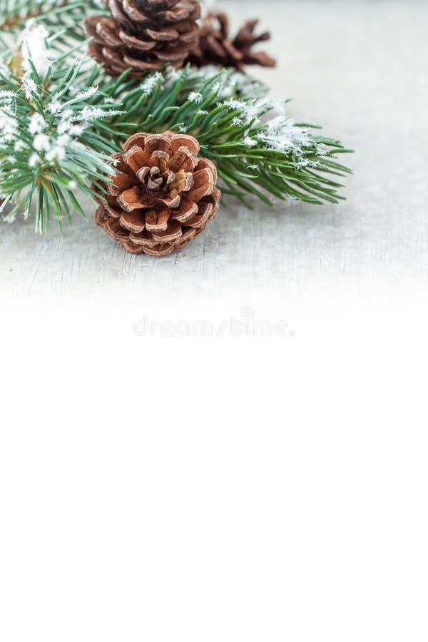 Christmas background with snow, pine and cones. Christmas background with snow, pine and cones