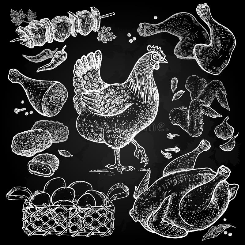 Bird and food objects. Sketch of poultry. Chicken carcass, wings, legs, chicken nuggets, chicken eggs in basket, spices white chalk on a blackboard. Style Vintage engraving. Hand drawing vector. Bird and food objects. Sketch of poultry. Chicken carcass, wings, legs, chicken nuggets, chicken eggs in basket, spices white chalk on a blackboard. Style Vintage engraving. Hand drawing vector.