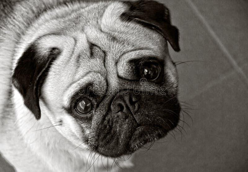 Pug dog in black and white and his eyes wide open. Pug dog in black and white and his eyes wide open