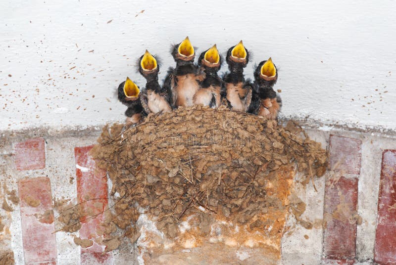 Six barn swallow nestlings in their nest calling for food. Six barn swallow nestlings in their nest calling for food