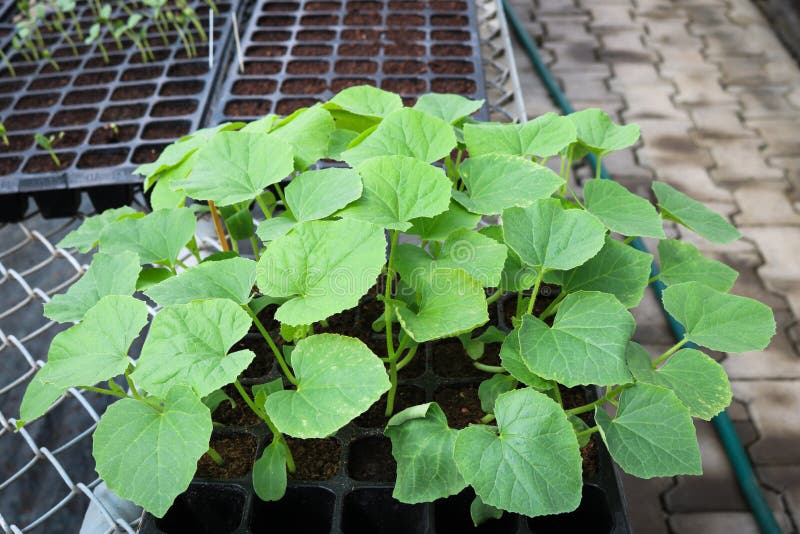 温室中黑色托盘上的甜瓜幼苗 图库摄影