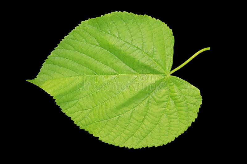 Linden leaf on black background. Linden leaf on black background.