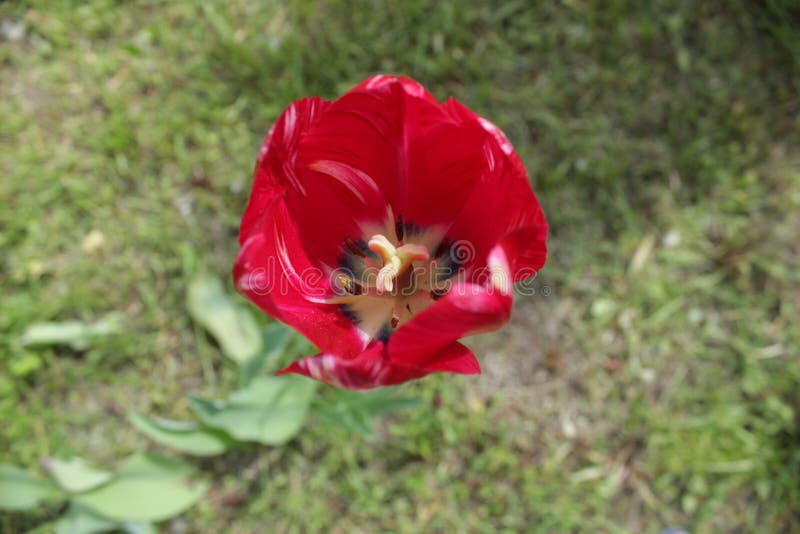 在flowerworld里面 免版税库存照片 在flowerworld里面 免版税库存照片
