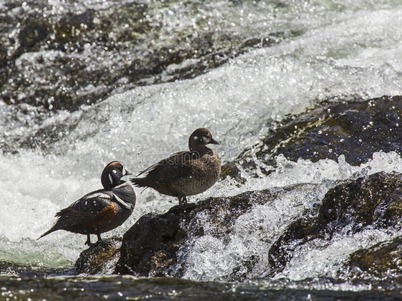 Harlequin duck ducks bird pair resting in waterfall on rocks in Yellowstone National Park River along the whitewater rapids. Harlequin duck ducks bird pair resting in waterfall on rocks in Yellowstone National Park River along the whitewater rapids.