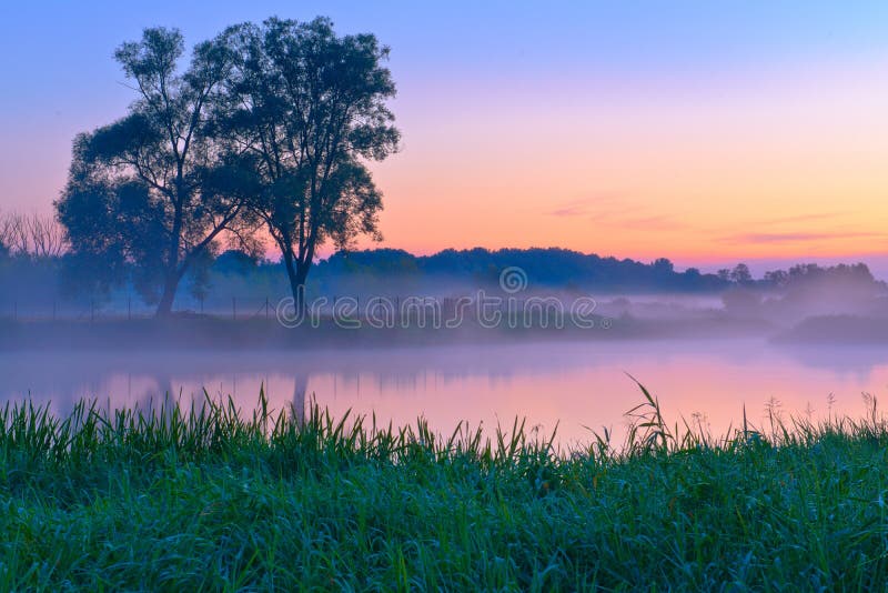 在Narew河的美好的有雾的黎明。