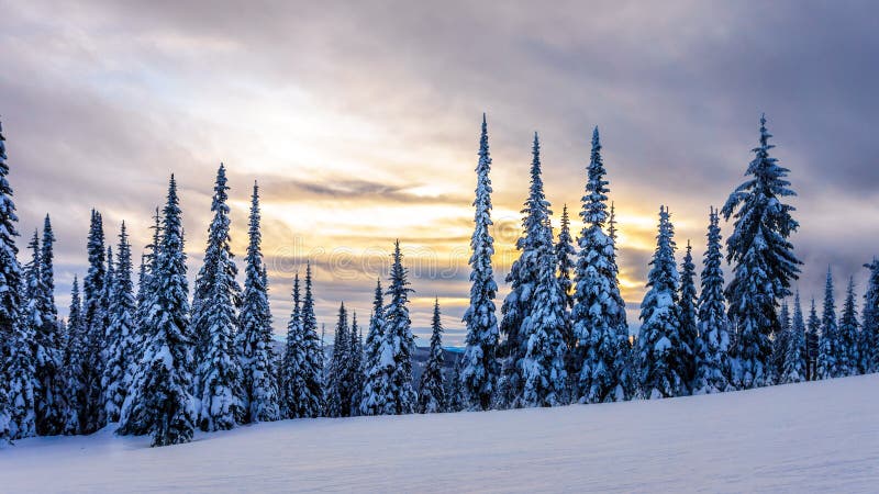 在一个冬天风景的日落与在滑雪小山的积雪的树在太阳附近村庄锐化