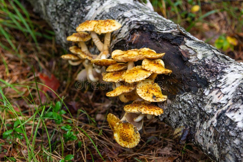 在一个树干的寄生生物蘑菇在滑石石猎物附近的森林里在斯维尔德洛夫斯克地区 库存照片