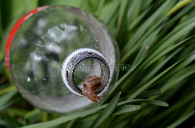 在一个瓶的蜗牛在草