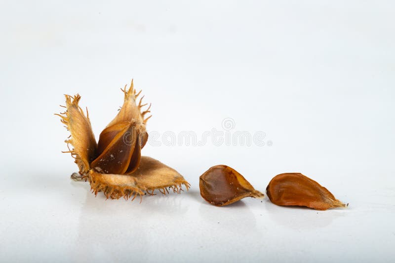 Beech tree fruit on a light table. Seeds of the deciduous tree. Light background, autumn, beechnut, brown, closeup, dry, fagus, sylvatica, fall, forest, isolated, layout, macro, natural, nature, nutrition, object, plant, season, seasonal, shell, texture, white, wild. Beech tree fruit on a light table. Seeds of the deciduous tree. Light background, autumn, beechnut, brown, closeup, dry, fagus, sylvatica, fall, forest, isolated, layout, macro, natural, nature, nutrition, object, plant, season, seasonal, shell, texture, white, wild